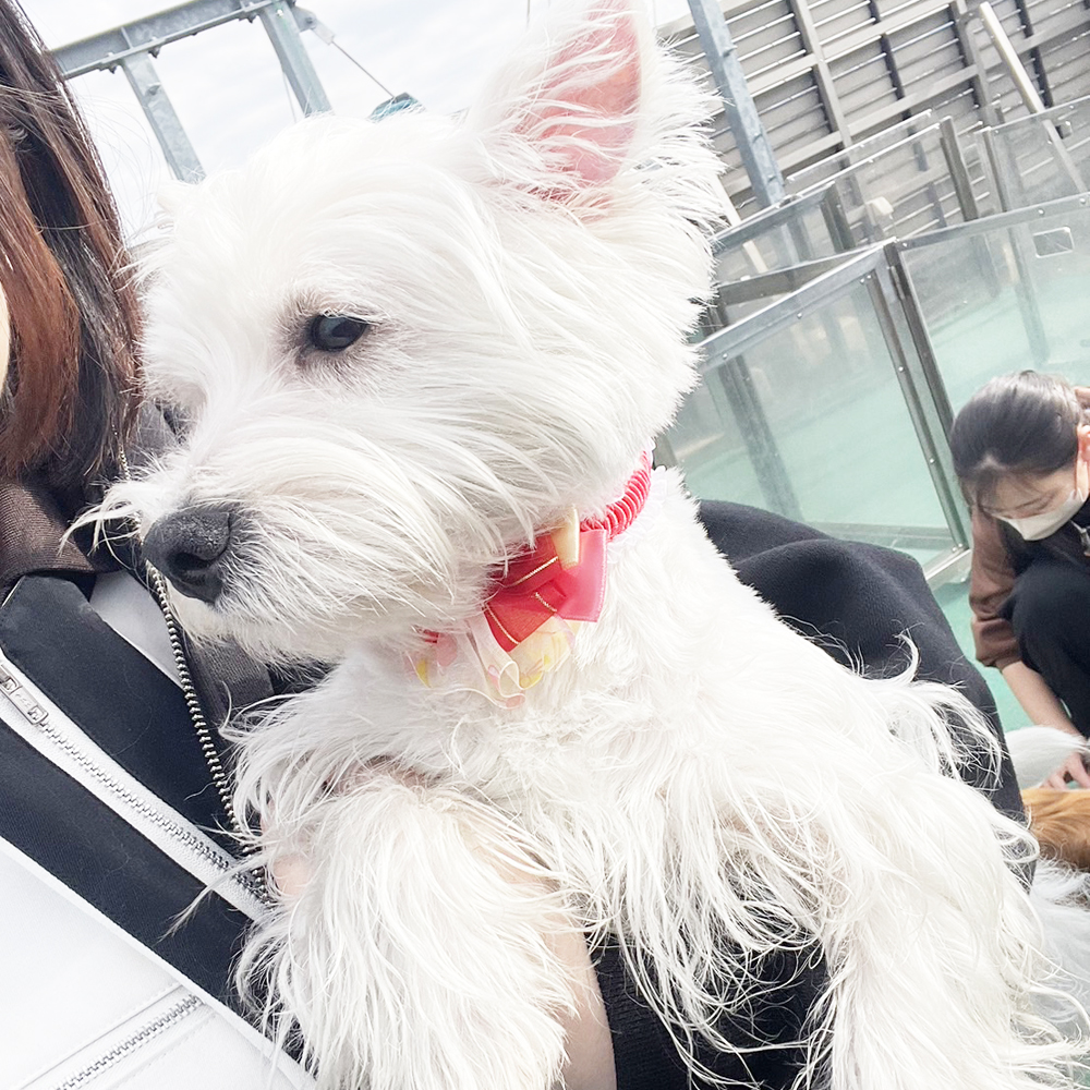 生徒が撮影したモデル犬写真③